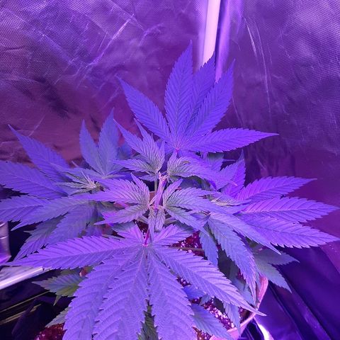 AK 47 #2 growlog timeline photo