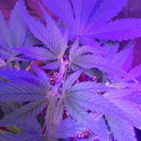AK 47 #2 growlog timeline photo