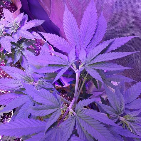 AK 47 #2 growlog timeline photo