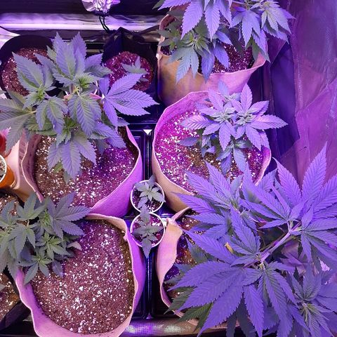 AK 47 #2 growlog timeline photo