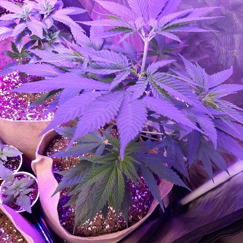 AK 47 #2 growlog timeline photo