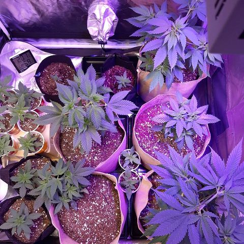 AK 47 #2 growlog timeline photo