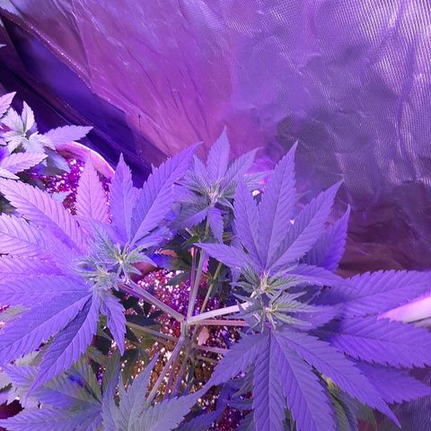AK 47 #2 growlog timeline photo