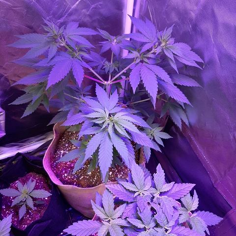 AK 47 #2 growlog timeline photo