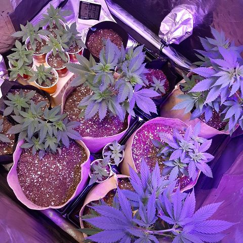 AK 47 #2 growlog timeline photo
