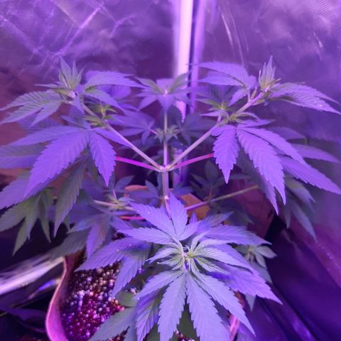 AK 47 #2 growlog timeline photo