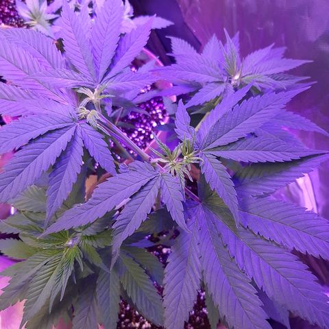 AK 47 #2 growlog timeline photo