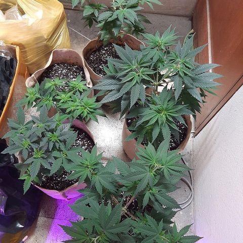 AK 47 #2 growlog timeline photo