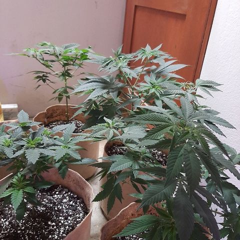 AK 47 #2 growlog timeline photo