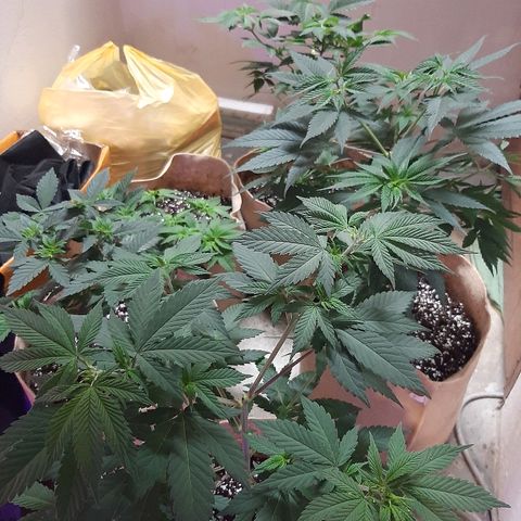 AK 47 #2 growlog timeline photo