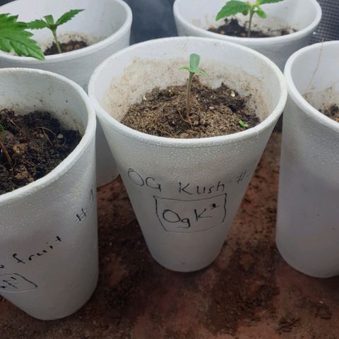 Organa growlog timeline photo
