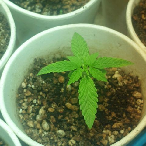 Organa growlog timeline photo