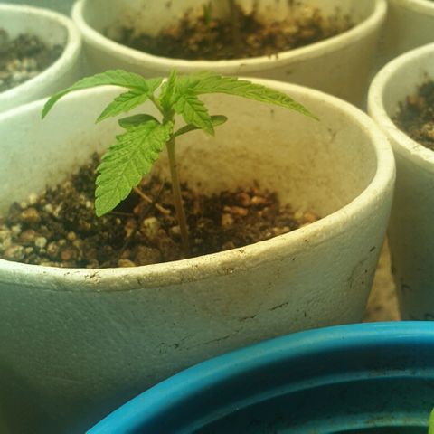 Organa growlog timeline photo