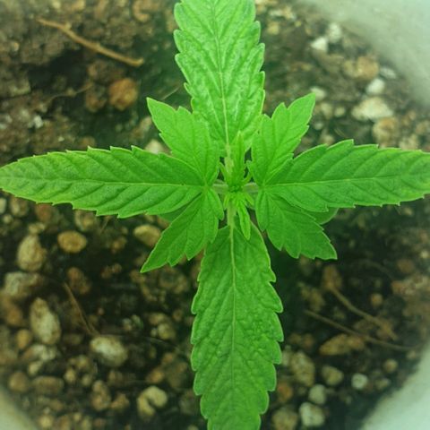 Organa growlog timeline photo