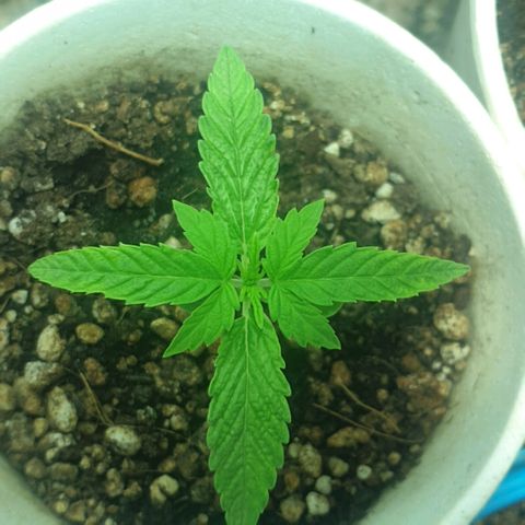 Organa growlog timeline photo