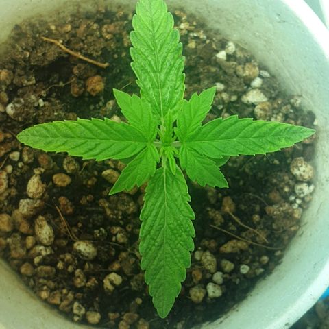Organa growlog timeline photo