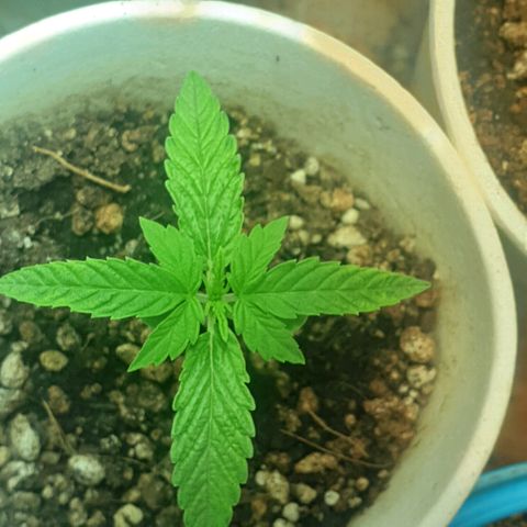 Organa growlog timeline photo