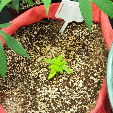 Organa growlog timeline photo