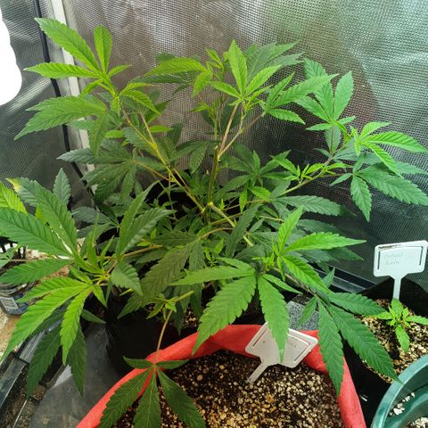 Organa growlog timeline photo