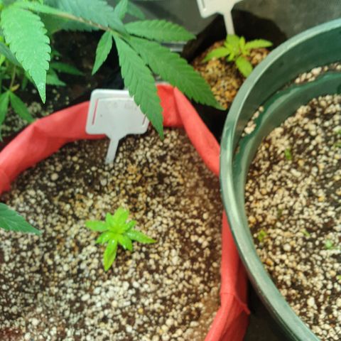 Organa growlog timeline photo
