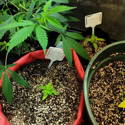 Organa growlog timeline photo