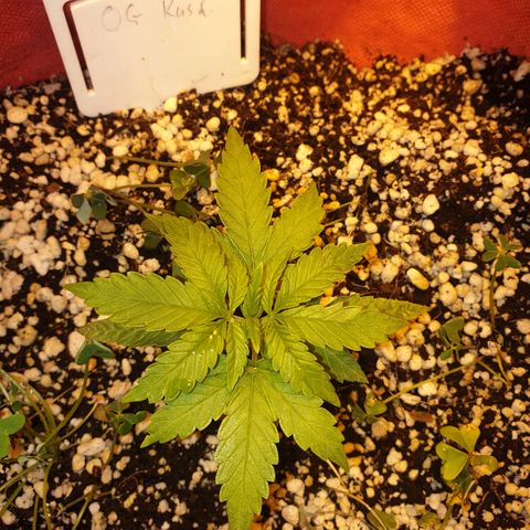 Organa growlog timeline photo