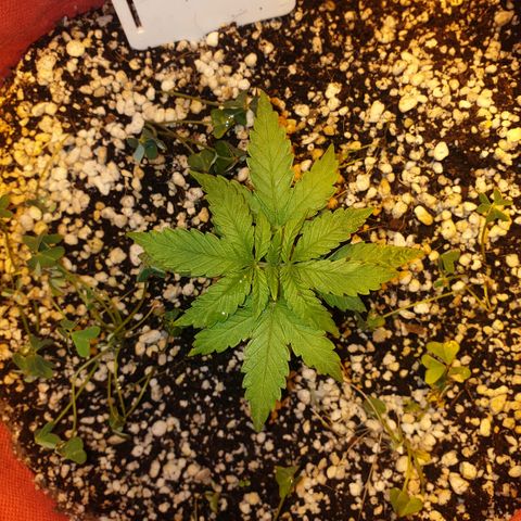 Organa growlog timeline photo