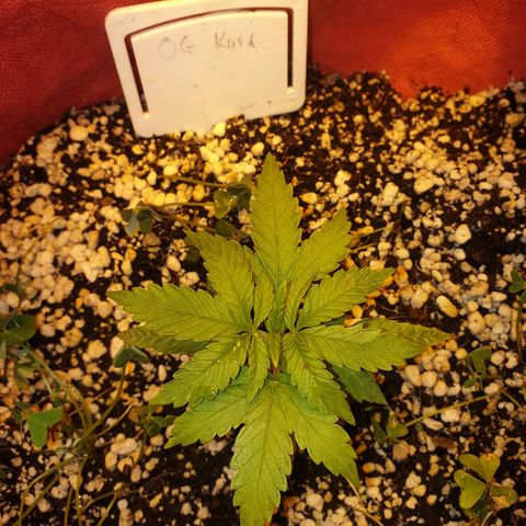 Organa growlog timeline photo
