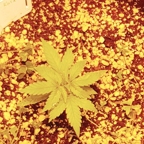Organa growlog timeline photo