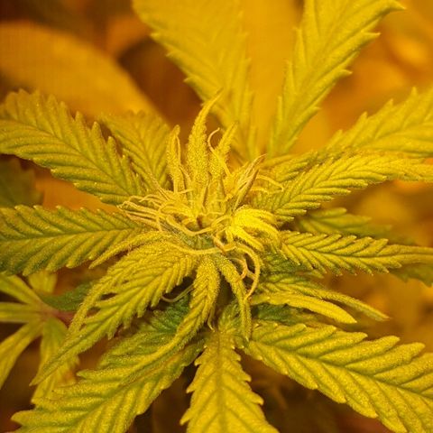 Organa growlog photo: Flower day 4