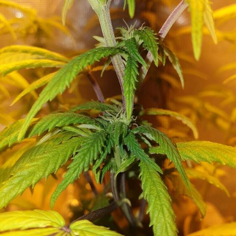 Organa growlog timeline photo