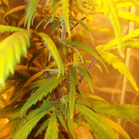 Organa growlog timeline photo