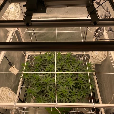 Rudeboi 10 Gal growlog timeline photo