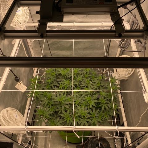 Rudeboi 10 Gal growlog timeline photo
