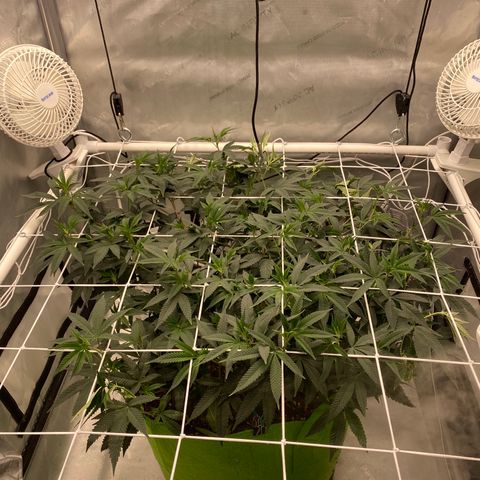 Rudeboi 10 Gal growlog timeline photo