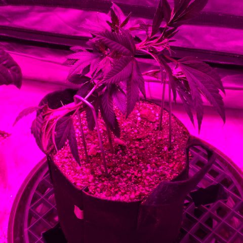 Rudeboi 10 Gal growlog timeline photo