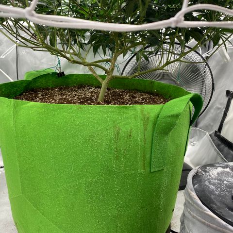 Rudeboi 10 Gal growlog timeline photo