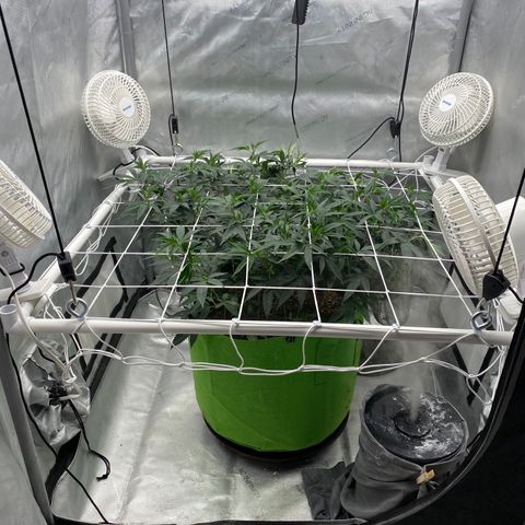 Rudeboi 10 Gal growlog timeline photo