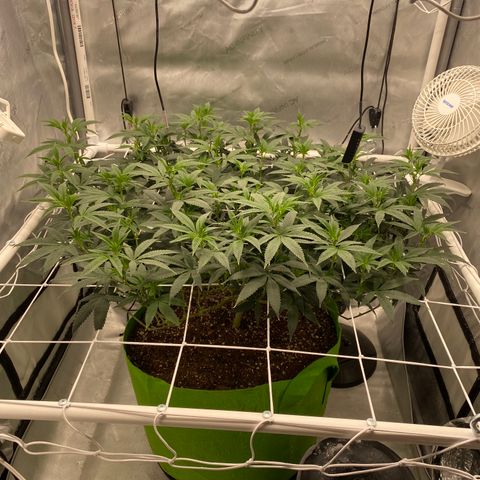 Rudeboi 10 Gal growlog timeline photo