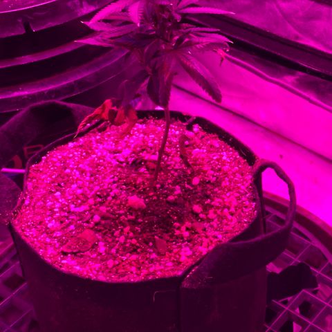 Rudeboi 10 Gal growlog timeline photo