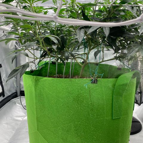 Rudeboi 10 Gal growlog timeline photo