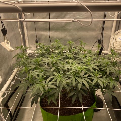 Rudeboi 10 Gal growlog timeline photo