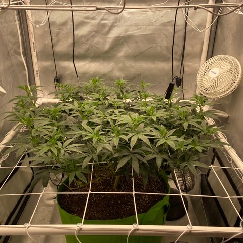 Rudeboi 10 Gal growlog timeline photo