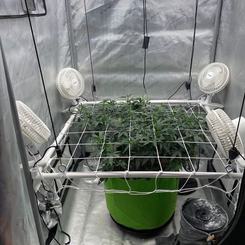 Rudeboi 10 Gal growlog timeline photo