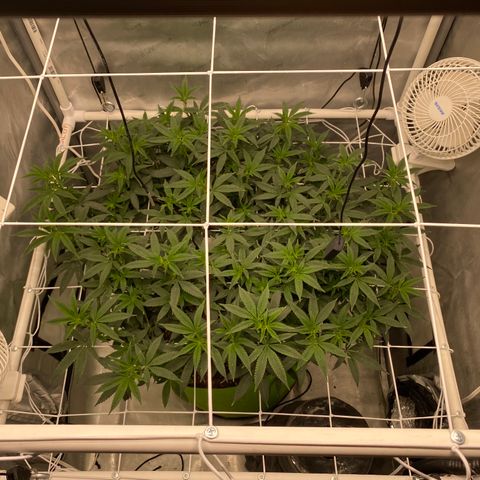 Rudeboi 10 Gal growlog timeline photo