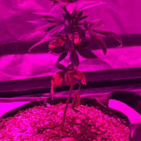Rudeboi 10 Gal growlog timeline photo