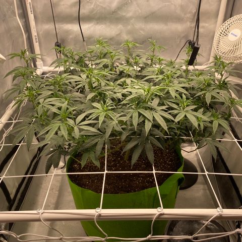 Rudeboi 10 Gal growlog timeline photo