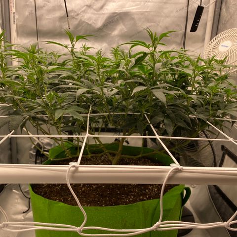 Rudeboi 10 Gal growlog timeline photo