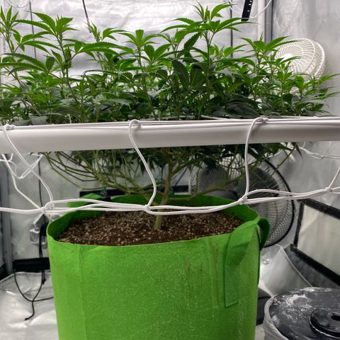 Rudeboi 10 Gal growlog timeline photo