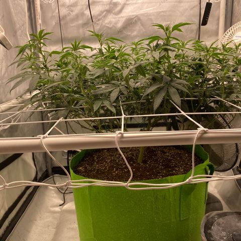 Rudeboi 10 Gal growlog timeline photo